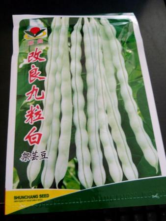 改良九粒白——其他种子