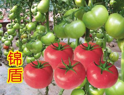 锦盾F1（粉番茄）——番茄种子