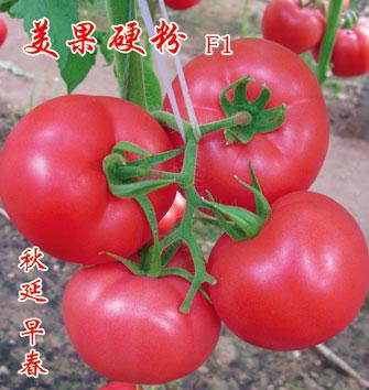 美果硬粉——番茄种子