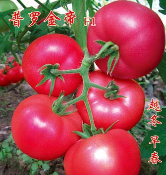 普罗金帝——番茄种子