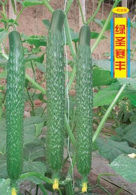 绿圣寒丰——黄瓜种子