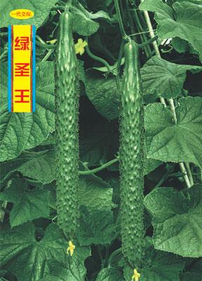 绿圣王——黄瓜种子