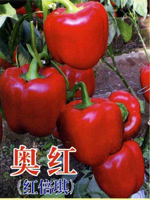 奥红（红倍琪）——彩椒种子