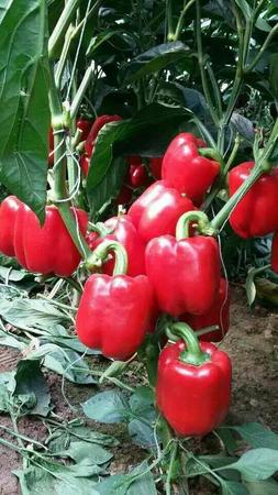 红泰——彩椒种子
